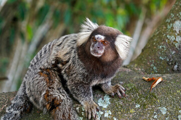 Common marmoset (Callithrix jacchus) on tree