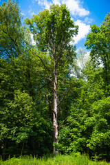 Tall dead tree among living trees with fresh green foliage in the forest and sky in the background