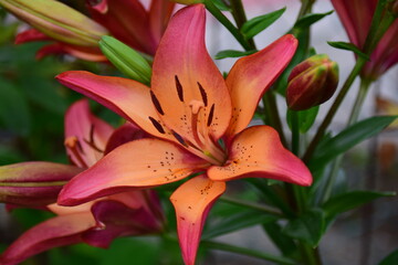 pink lily in the garden