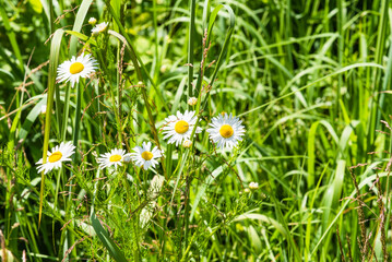 Summer natural background, landscape - beautiful daisies in dense fresh green grass