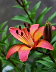 Fototapeta premium orange lily flower