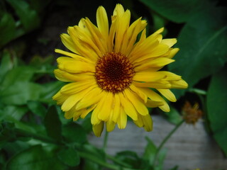 yellow flower