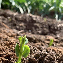 Pea seeds sprouting in the garden dirt.