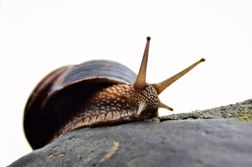 garden snail on a branch
