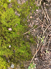 A rustic closeup of the forest floor or ground, a green mossy texture with rocks, dirt, and pine needles.