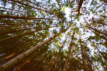 Fototapeta premium Pinus