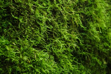 green moss on the stone