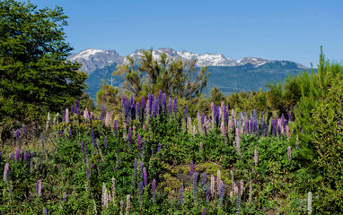 Monte y lupines floridos, con monta&ntilde;as nevadas de fondo, en San Carlos de Bariloche, provincia de Rio Negro, Patagonia Argentina.