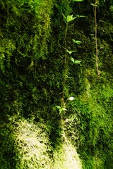 green forest background