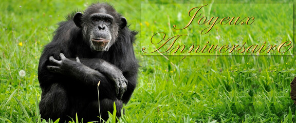 Panoramique Chimpenzé Joyeux Anniversaire