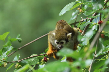 Common squirrel monkey, Saimiri sciureus, sits on mulberry tree. Mother with young one on her back. Animal family. Invasive species. Wildlife scene. Natural maternity behavior. Habitat South America.