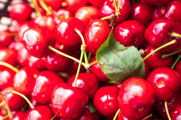 Harvest of red cherries on a market stall.