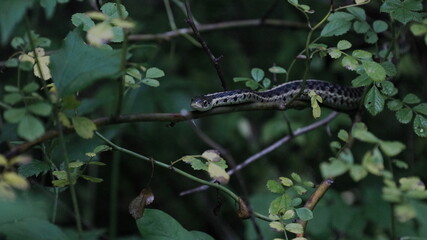 Snake on a branch.