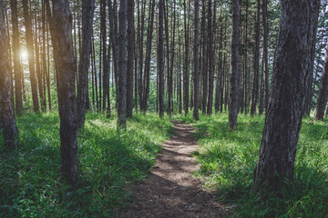 Path through evergreen pine forest. Dirt road through conifers during a beautiful sunny day. Forest landscape and hiking concept.