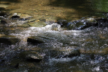 water flowing in the forest