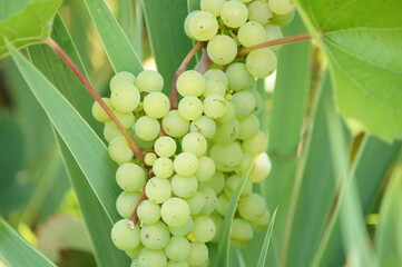 Dojrzałe zielone winogrona, kiść winogron, liście winogron © Bogumil
