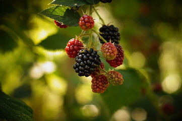 ripened blackberries on the bush, a twig with hanging fruit, visible black fruits ripe and red unripe
