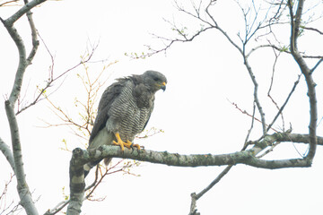 aguililla gris