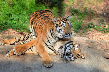 Tiger couple play together on the wild