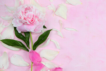 Fototapeta premium Peony flower on a pink background, abstract floral arrangement, minimalism, flat lay. Greeting card for mother's day, happy birthday, wedding