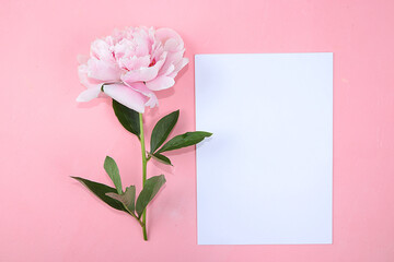 Empty sheet with place for text and delicate peony, creative flower arrangement, minimalism, flat lay. Greeting card for mother's day, happy birthday, wedding