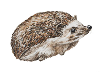 Watercolor illustration of a hedgehog isolated on a white background. Forest animal. Hand drawn.