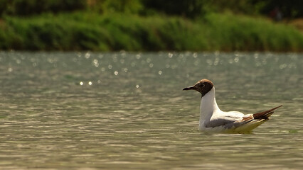 seagull on a lake