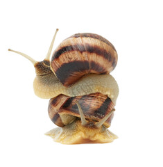 two brown snails are isolated on a white background
