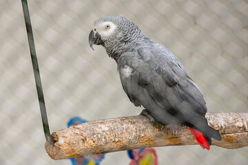 Detail portrait of beautiful grey parrot. African Grey Parrot, Psittacus erithacus