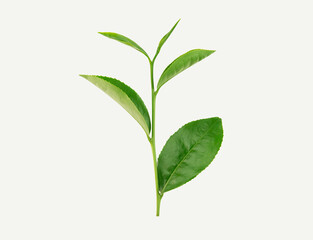Young green tea leaves isolated on white background