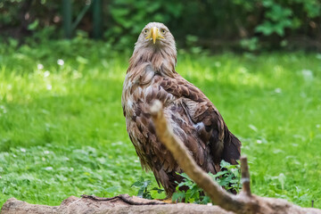Beautiful white tailed eagle (latin: Haliaeetus albicilla)