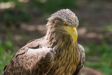 Beautiful white tailed eagle (latin: Haliaeetus albicilla)