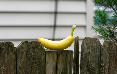 Banana sitting on a wooden fence post in front of white house