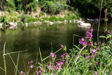 Du mauve au bord de l'eau