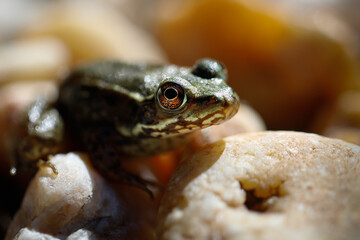 Green Frog
