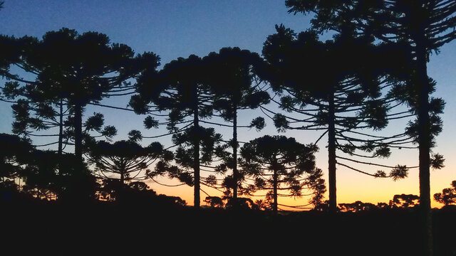 P&ocirc;r do Sol com arauc&aacute;rias em primeiro plano