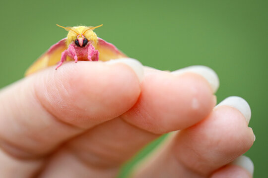 14 件の最適な Rosy Maple Moth 画像 ストック写真 ベクター Adobe Stock