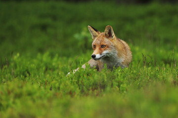 Naklejka na ściany i meble Red fox, Vulpes vulpes, in green forest. Beautiful orange fur coat animal sniffs about prey in blueberry. Fox in spring nature. Wildlife scene with cute fox. Habitat Europe, Asia, North America.