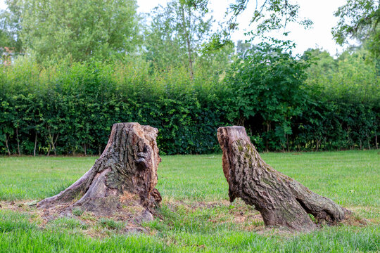 Une souche d'arbre coup&eacute;e en deux