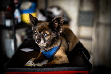portrait of a small dog, chihuahua