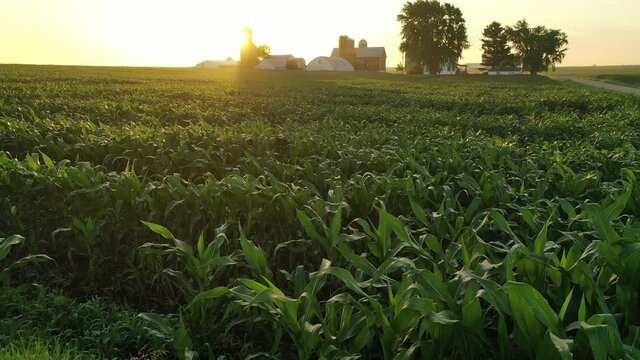 Aerial view of american countryside landscape, farmland. Drone flying low over corn field. Rural scenery, farm. Sunny morning, sunrise, spring summer season 