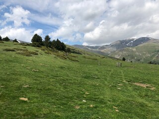 Fototapeta premium alpine meadow in switzerland