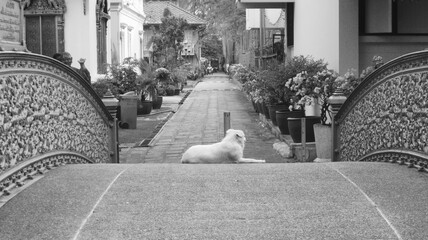 Selfish dog thinks he owns the bridge!  Looks like some well deserved rest.  Love Bangkok!