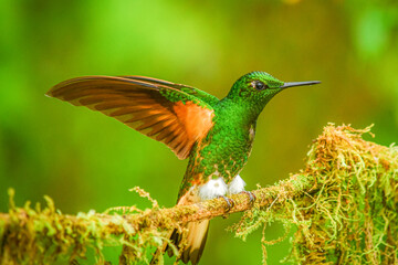 Coronita colihabana / Buff-tailed Coronet / Boissonneaua flavescens © Migue