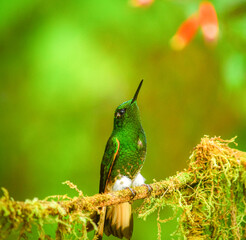 Coronita colihabana / Buff-tailed Coronet / Boissonneaua flavescens