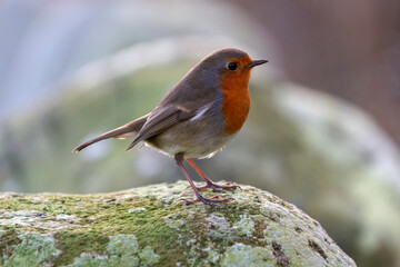 Robin on a branch