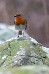 Robin on a rock