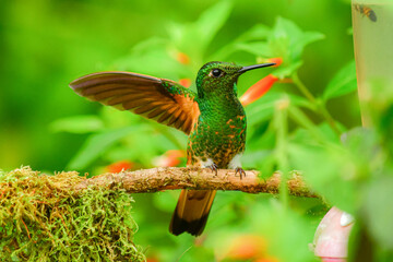 Coronita colihabana / Buff-tailed Coronet / Boissonneaua flavescens
