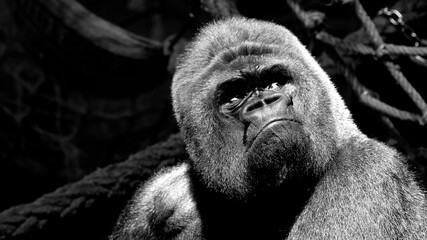 Gorila de llanura en el Parque de la Naturaleza de Cabárceno, Cantabria. © IVÁN VIEITO GARCÍA