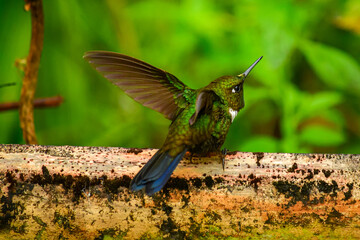 Solangel gorgipúrpura / Gorgeted sunangel /vHeliangelus strophianus © Migue